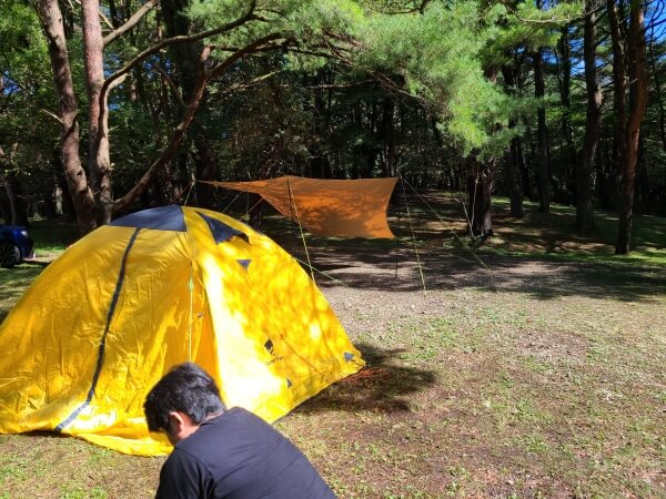 Daikon setting up a yellow tent in a forested camping area.