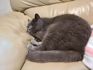 Gray cat curled up and sleeping on a white sofa