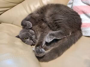 Gray cat curled up with tummy exposed and reaching towards the camera with one paw