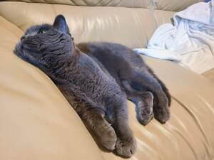 Gray cat lying on a white sofa with his head leaning up against the armrest