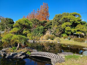 Japanese style garden with a pond and bridge over it, and pine trees and other plants