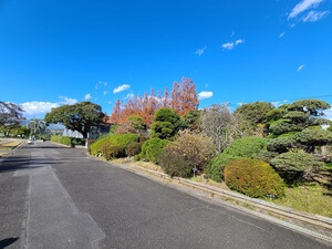 Road through the flower center leading to the glass green house at the end, and lined with autumn trees and plants