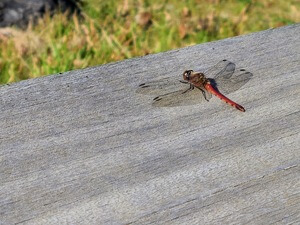 A red dragonfly resting on a wooden board