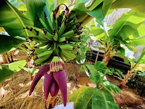 A purple banana flower with a green cluster of developing bananas above it