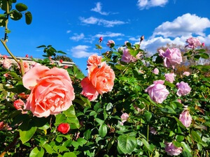 Bushes of light orange and purple roses