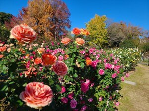 Line of different-colored rose bushes, with yellow gingko trees in the background