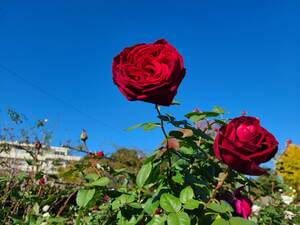 Two red roses standing against a blue sky