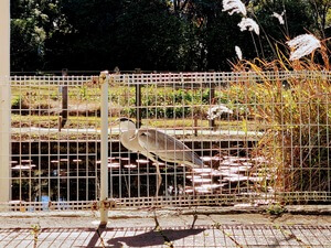 Heron on the other side of a white fence and walking alongside a pond