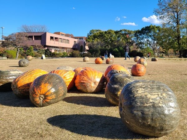 Cluster of large green and orange pumpkins scattered on a grassy field