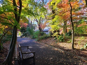 Bench sitting along a path through red and green maple trees