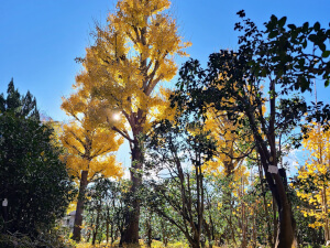 Towering yellow gingko trees standing against a blue sky surrounded by a yellow carpet of leaves