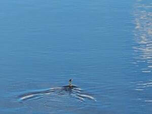 A cormorant swimming along the river