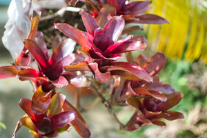 Clusters of red Neoregelia leaves forming water 'cups' inside