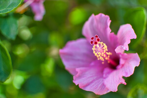 Open pink hibuscus flower