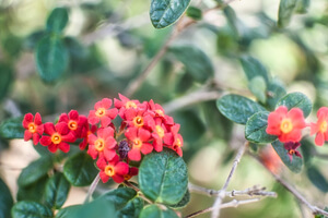 Small red flowers with round yellow 'holes' in the center, growing on leaves with roundish green leaves