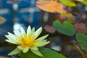 Yellow-white lily flower and leaves floating on water