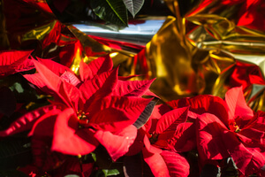 Red poinsettias wrapped in shiny gold film