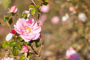 Cluster of pink peonies growing on a bush