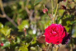 A red rose growing on a bush