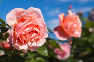 Creamy peach-colored roses on a bush against a blue sky