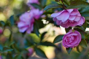 Pink peonies in a row on a bush, starting with one still furled up, then spreading to others that have opened fully