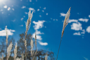 Stalks of silvergrass standing against a blue sky