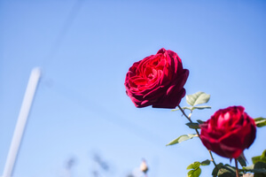 Two red roses standing against a blue sky