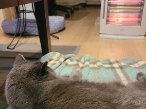 Gray cat lying on a green blanket and looking at a white space heater with hot red coils