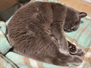 Gray cat curled up and sleeping on a green blanket