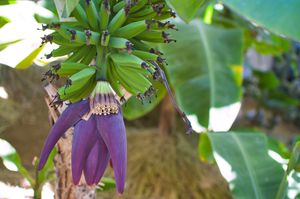 Large purple banana flower danging down with a bunch of still-developing green bananas clustered above