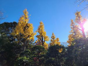 Yellow gingko trees standing against a blue sky with the sun breaking through on the right side