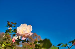 A white rose against a huge blue sky