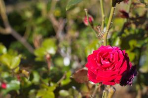 A red rose growing on a bush