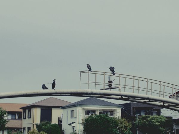 Four black cormorants sitting on a large metal arch over a river. In the background are rows of houses and bushes