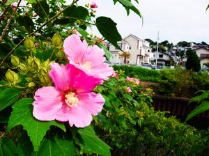 Large pink cotton roses (fuyou) blossoms on a bush near the river