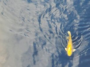 Golden carp swimming in a river