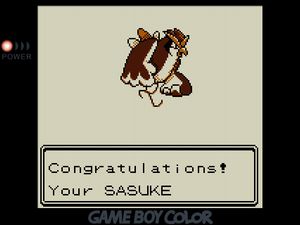 Congratulations! Your SASUKE has evolved into Pidgeotto!