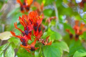 Long 'standing' orange-red Ruttya flowers with dark gooey centers