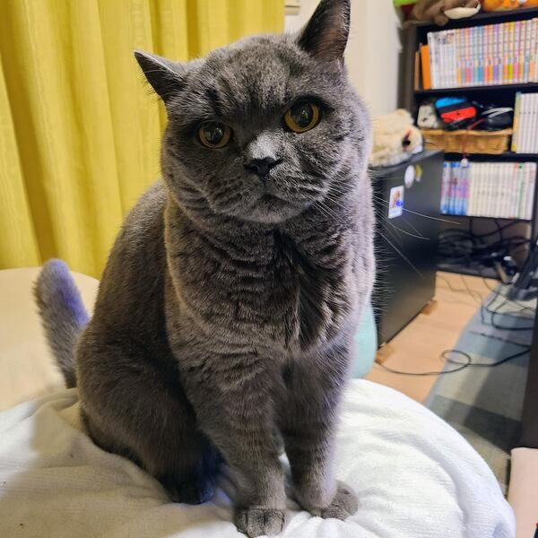 Henry the gray cat sitting up on a light blue blanket over a pillow and looking sternly at the camera