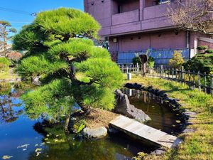 Japanese garden with a puffy green pine tree growing on a small island in the middle of a pond, with a little wooden footbridge crossing the water