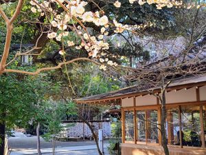 White plum blossoms stretching in from the top left of the picture. In the background is the shrine grounds of Hachimangu