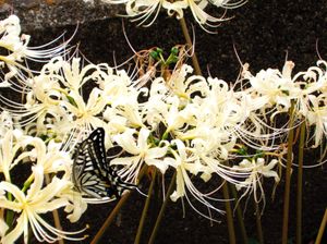 A white and black swallowtail butterfly fluttering onto a stand of white spider lilies