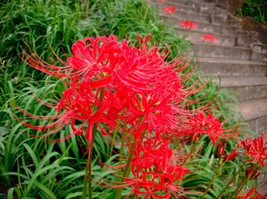 Close-up of a red spider lily showing its intricate thread-like petals curling up and out