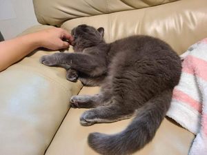 Cat getting chin rubs and looking very smug about it