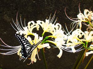 A white and black swallowtail butterfly fluttering onto a stand of white spider lilies