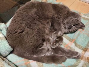 Gray cat curled up and sleeping on a green blanket. His head is flipped upside-down and he looks like he is grinning happily