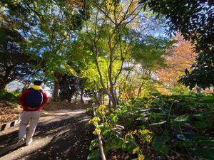 Daikon walking along a path through a forest dappled with sunlight