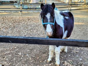 A pony with dark brown and white patches mixed over its very fluffy body