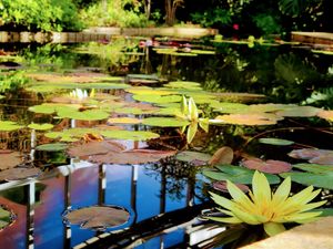 A large pond with lilypads and flowers floating on its surface