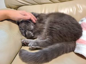 Same cat with person's hand reaching in from the side to rub his chin, and the cat squinting up with delight